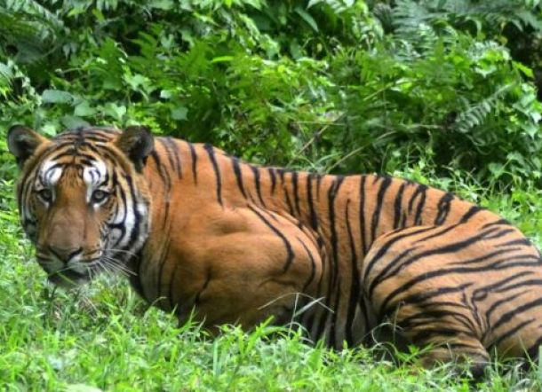 Dua Tahun Diburu, Harimau Pemakan Manusia Akhirnya Terbunuh