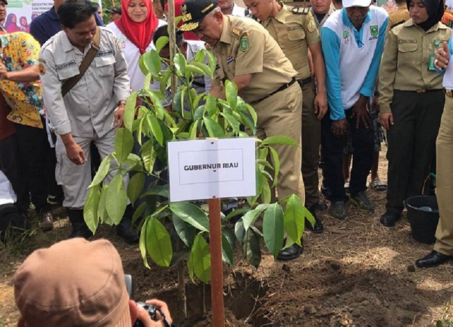 Gubernur Riau dan Masyarakat Desa Pantai Kuantan Mudik Serempak Tanam 25 Ribu Pohon
