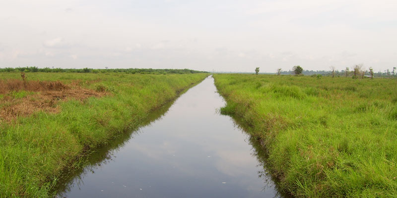 Jikalahari Sebut 15.000 Lahan Warga Riau Terancam Pidana UU Kehutanan