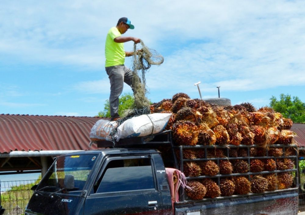 Harga CPO dan TBS Sawit Tancap Gas Naik, Ini Daftar Harganya