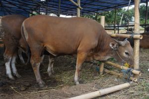Tersisa 8 Kasus Lagi, 4.713 Ekor Hewan Ternak di Riau Sembuh dari PMK