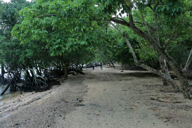 Indahnya Pantai Solop dan Mangrove di Inhil