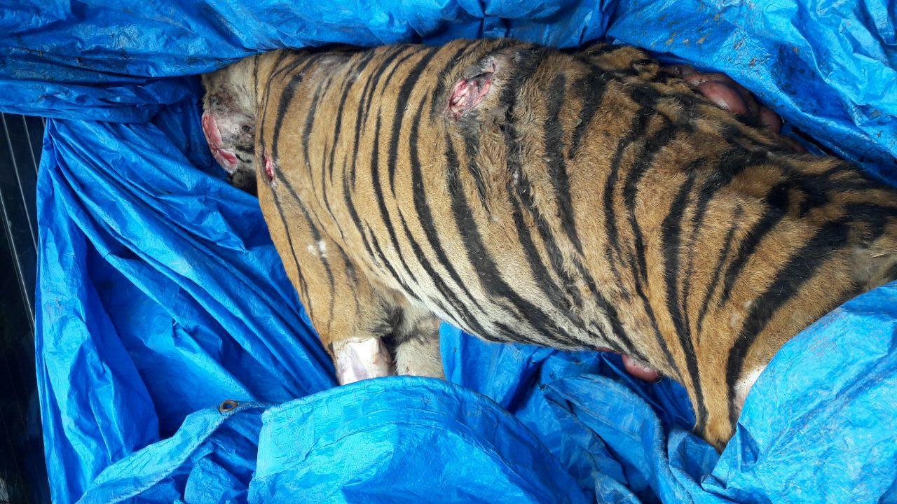 Harimau Sumatera Betina Dewasa Tewas Terjerat, ES Diamankan Polisi