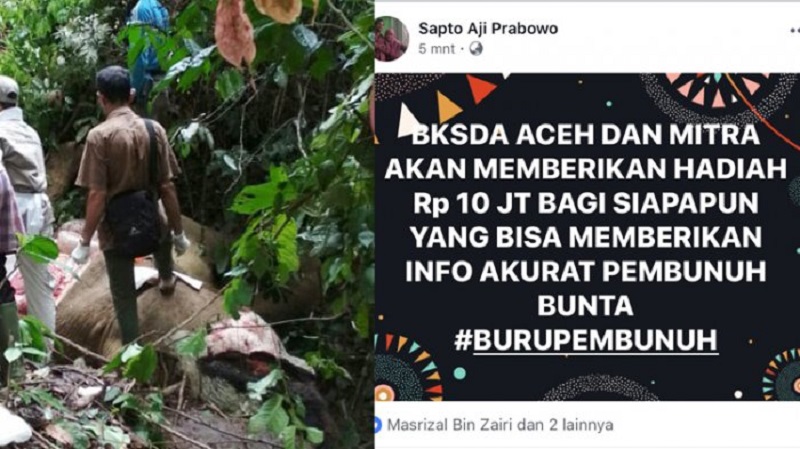 Gajah Bunta Mati Dibunuh, BKSDA Janjikan Hadiah Rp 10 Juta Bagi yang Berhasil Ungkap Pelaku
