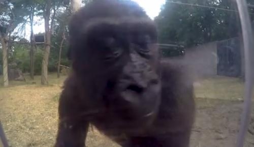 Ketika Gorilla Temukan Kamera Tersembunyi, Narsis dan Bikin Gemas!