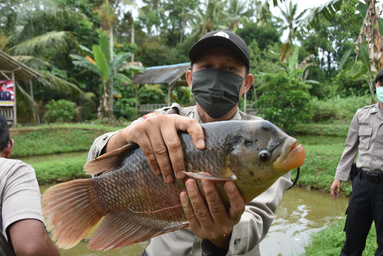 Kuatkan Ketahanan Pangan, Polres Tanjungpinang Kembangkan Budidaya Ikan Air Tawar dan Mini Garden