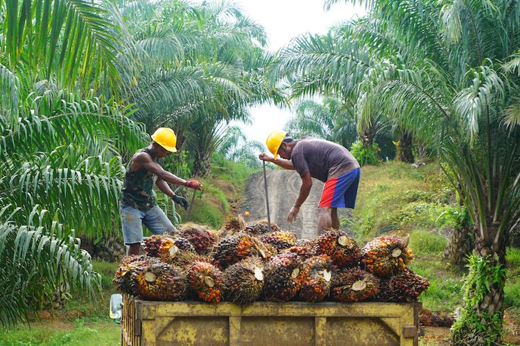 Harga Sawit Pekan Ini Ngegas Menjulang Mencapai Rp2.172,72 per Kg