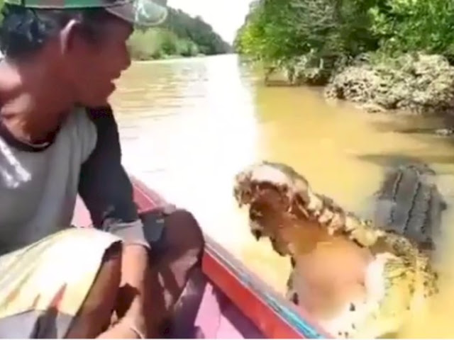 Aksi Santuy Seorang Pria Memberikan Makan Buaya Raksasa di Sungai