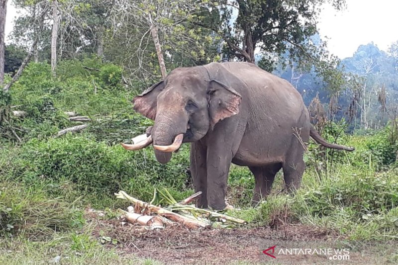 Setelah Tertunda Sehari, Operasi Halau Gajah Liar Di Riau Dimulai