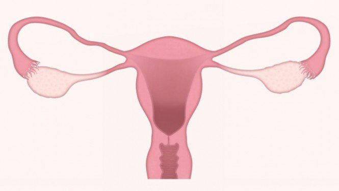 Ketahui Bentuk Vagina dari Struktur Wajah