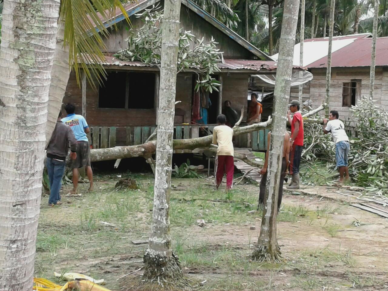 Pohon Tumbang Hampir Menimpa Rumah Warga Inhil