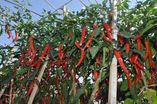 Lahan Pekanbaru Bisa Dikembangkan untuk Pertanian Cabai