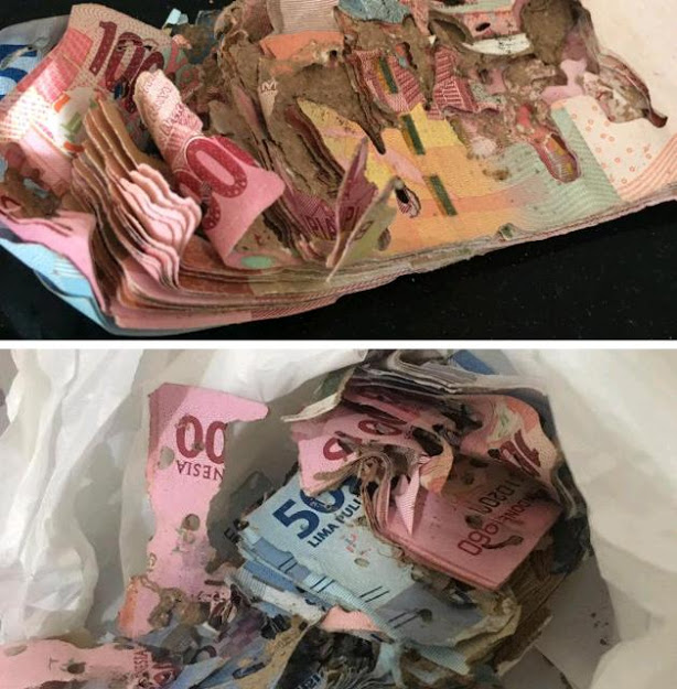 Capek Nabung, Ehh Uang Rp10 Juta Malah Dimakan Rayap, Putri Buddin: Sedih Banget Sumpah