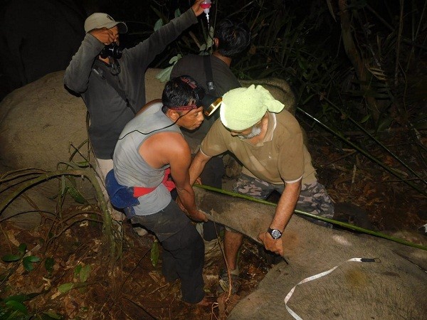 Anak Gajah Diselamatkan dari Jerat Di Hutan Tanaman Industri di Riau