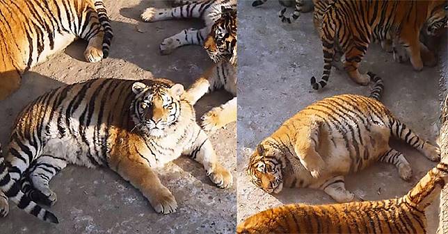 Harimau Tambun di China Jadi Buah Bibir Netizen