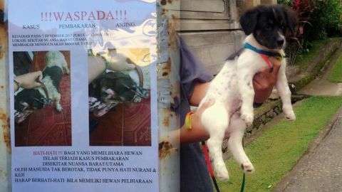 Anjing Dibakar Tanpa Sebab di Jimbaran