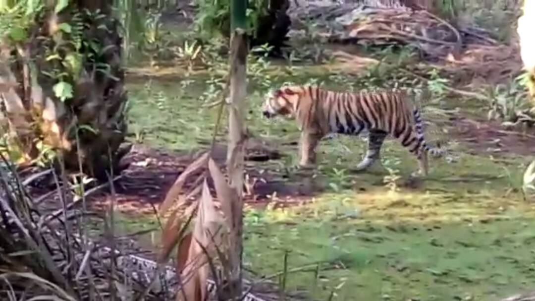 Warga Resah Seekor Harimau Berkeliaran di Inhil