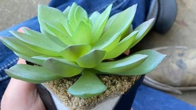 Dua Tahun Rajin Menyiram Air, Wanita Ini Ternyata Rawat Tanaman Palsu