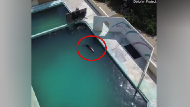 KETERLALUAN!!! Lumba-lumba Ini Diabaikan di Kolam Dangkal Tak Terawat