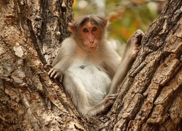 Monyet Rampas Bayi dari Ibunya dan Membunuhnya