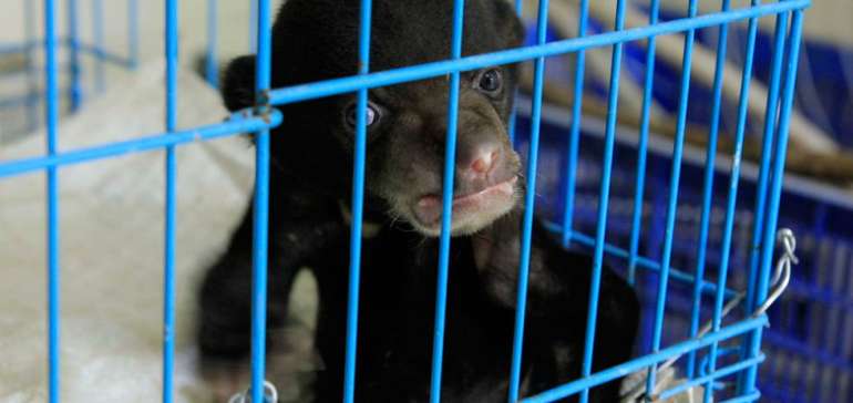 BKSDA Riau Rawat Tiga Ekor Anak Beruang Madu Yang Terlantar