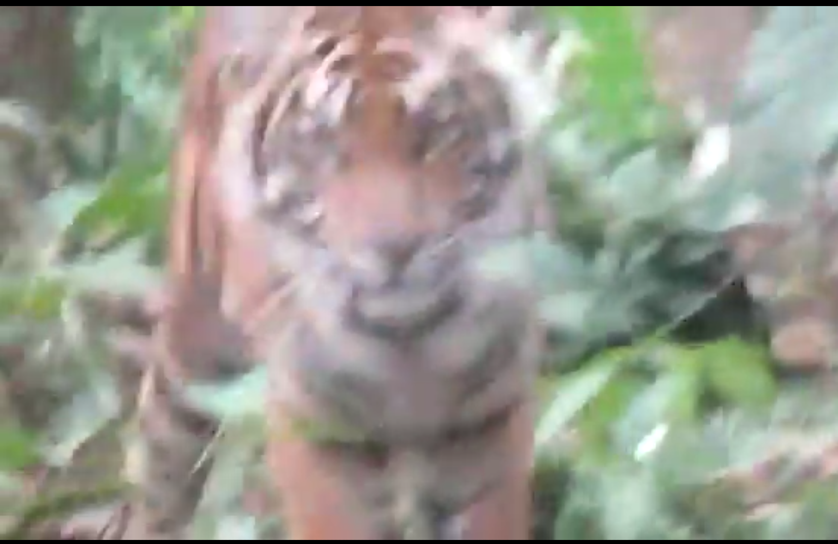 Harimau Sumatera di Perkebunan Sawit Inhil Tengah Diburu Tim Medis Bersenjata Bius