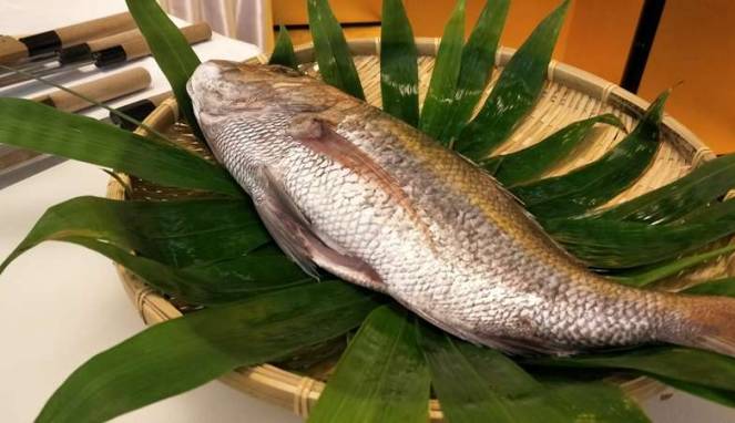 Ikan Ini Sangat Dihormati di Jepang, Satu Kilonya Rp2 Juta