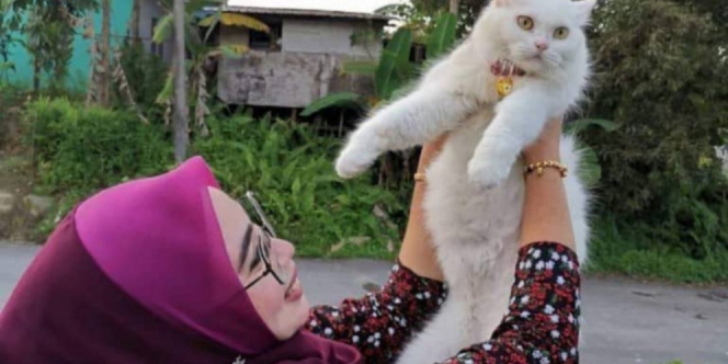 Kisah Kucing Liar Tak Terurus Berubah Jadi Cantik Bak Penghuni Kerajaan