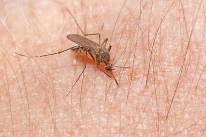 Suhu Terbaik Bagi Nyamuk Sebarkan Penyakit