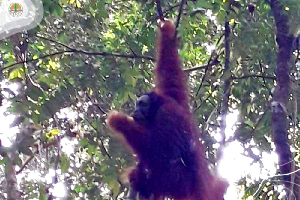 Begini Kisah Pelepasliaran Sun Ghou Kong Orangutan di Riau