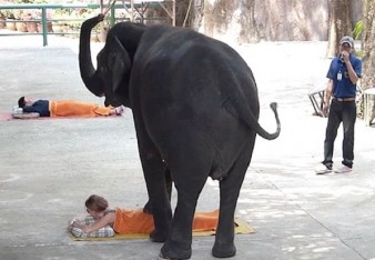 Mengenaskan, Biksu Tewas oleh Gajah yang Dipelihara di Kuil