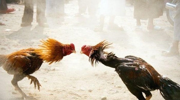 Pisau Ayam Aduan Tusuk Selangkangan Majikan Sendiri Hingga Tewas