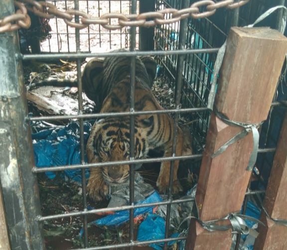 Harimau Sumatera Berhasil Ditangkap di Pelangiran Direhabilitasi di Sumbar