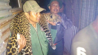 Macan Gunung Tilu Muncul di Kandang Ayam Warga