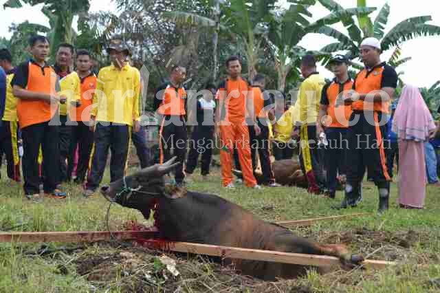 Polres Kuansing dan Masyarakat Kurban 14 Sapi dan 2 Kambing