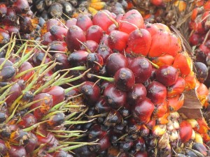 Harga TBS di Riau Turun