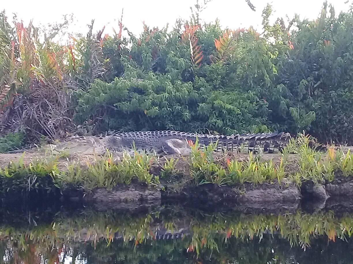 Beberapa Kisah Tragis Tentang Ganasnya Buaya di Inhil