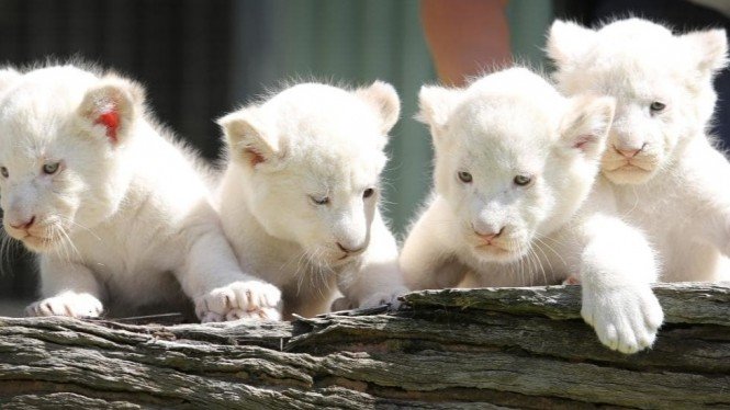 Ini Tujuh Hewan Termahal di Dunia