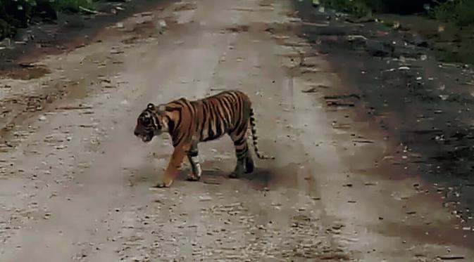 Harimau Bonita 'Menghilang', Warga Dusun Danau Gelar Syukur