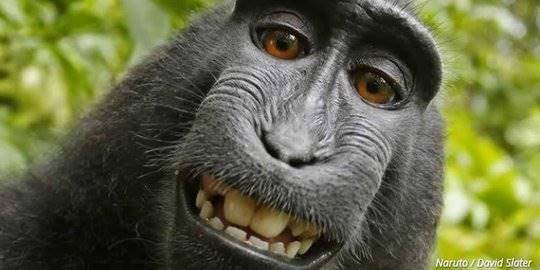 Pengadilan Banding AS Tolak Hak Cipta 'Monyet Selfie' dari Sulawesi