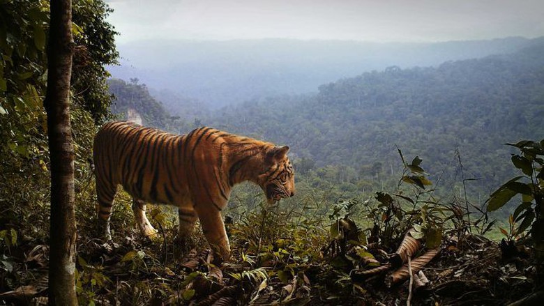 Kepunahan Harimau Sumatra Semakin Memburuk