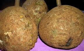 Durian Tak Berduri, Si Gundul dari Lereng Rinjani