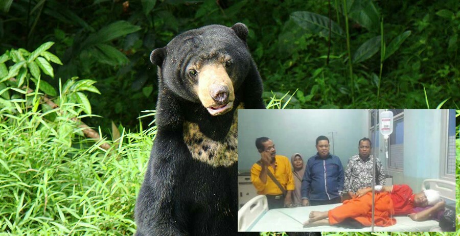 Tersesat di Hutan, Ini Kisah Darma yang Bertarung Melawan Beruang Liar