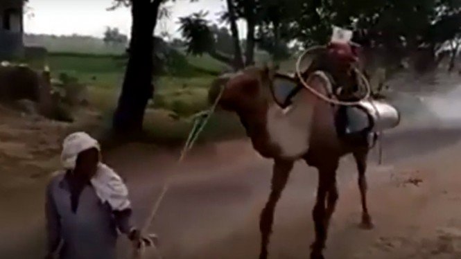 Uniknya Cara Basmi Virus Corona di Pakistan