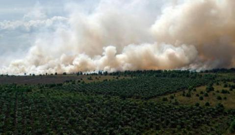 Kebakaran Lahan Kawasan Hutan Taman Nasional Bukit 30 Terus Meluas