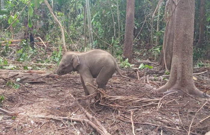 Terkena Jerat Pemburu Babi, Bayi Gajah Sumatera Meronta Kesakitan
