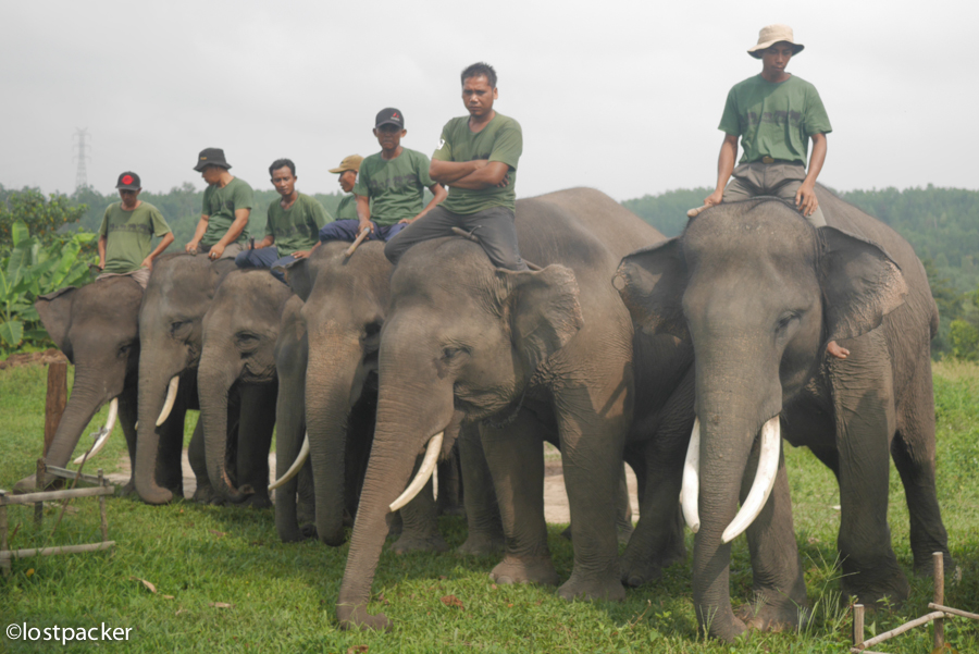 Jumlah Gajah dan Harimau Sumatera di Riau Makin Berkurang
