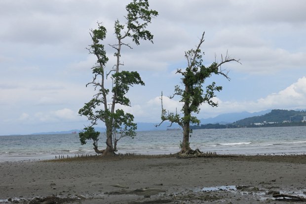 Kisah Sepasang Pohon Kayu Bakau yang Menjadi Nama Kabupaten di Sulbar