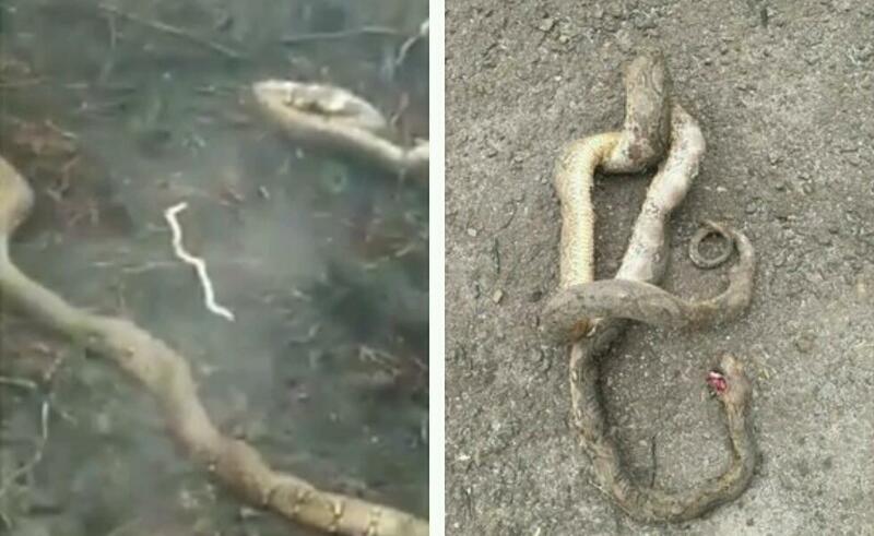 Penampakan Ular-ular Mati Terpanggang Akibat Kebakaran Hutan dan Lahan