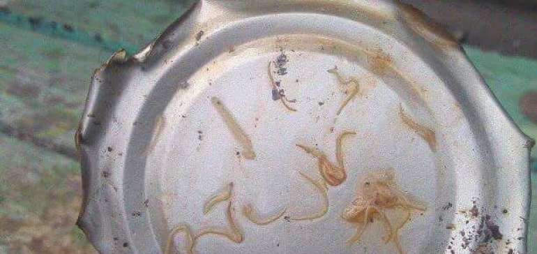 Temukan Cacing dalam Kaleng Sarden Mackerel, Ini Imbauan Disperindag Bengkalis